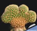 Austrocylindropuntia